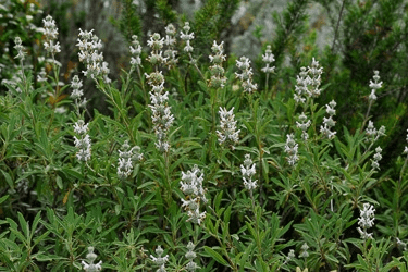 Des images de diff�rentes plantes